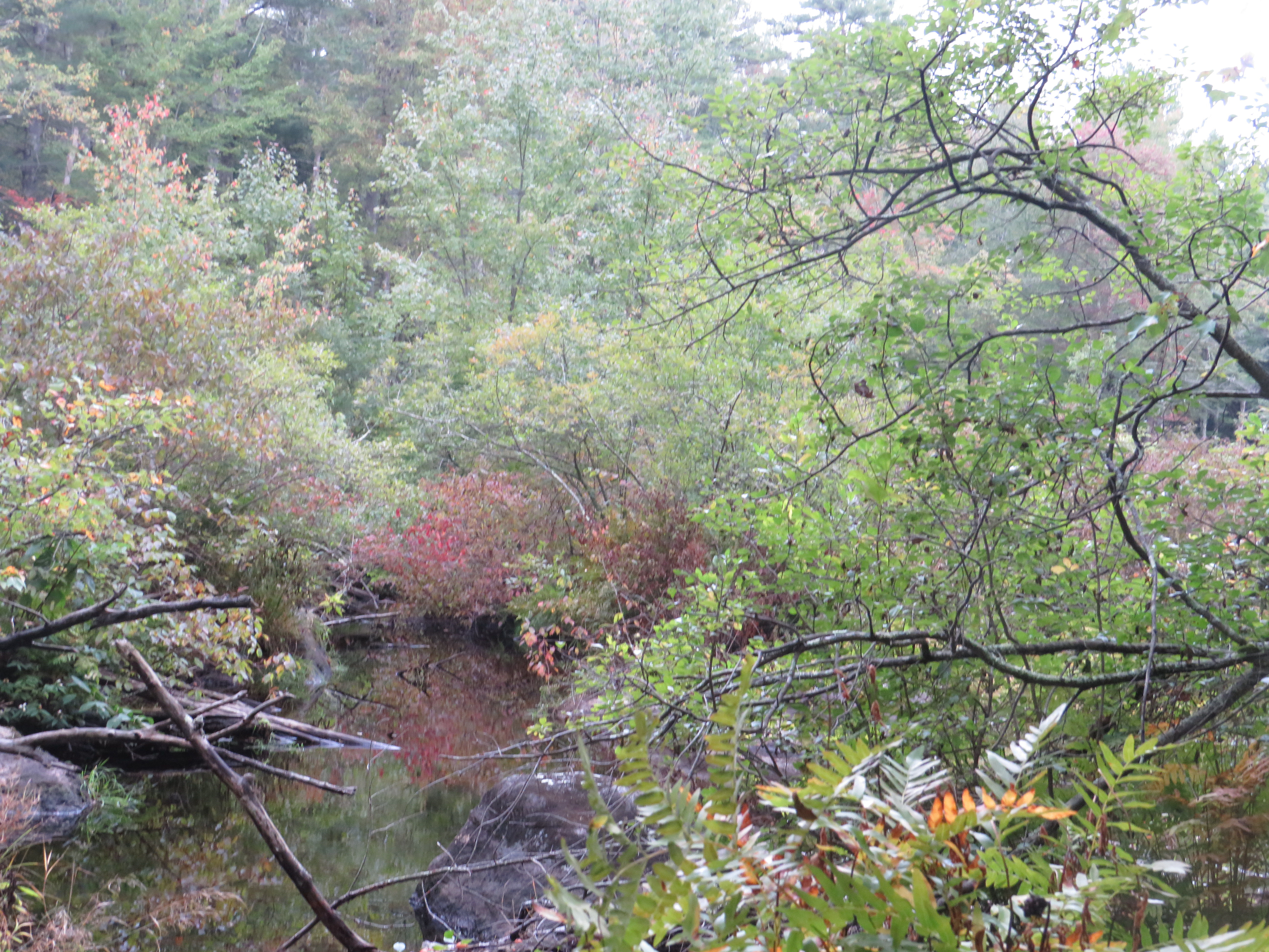 Forest Streaming