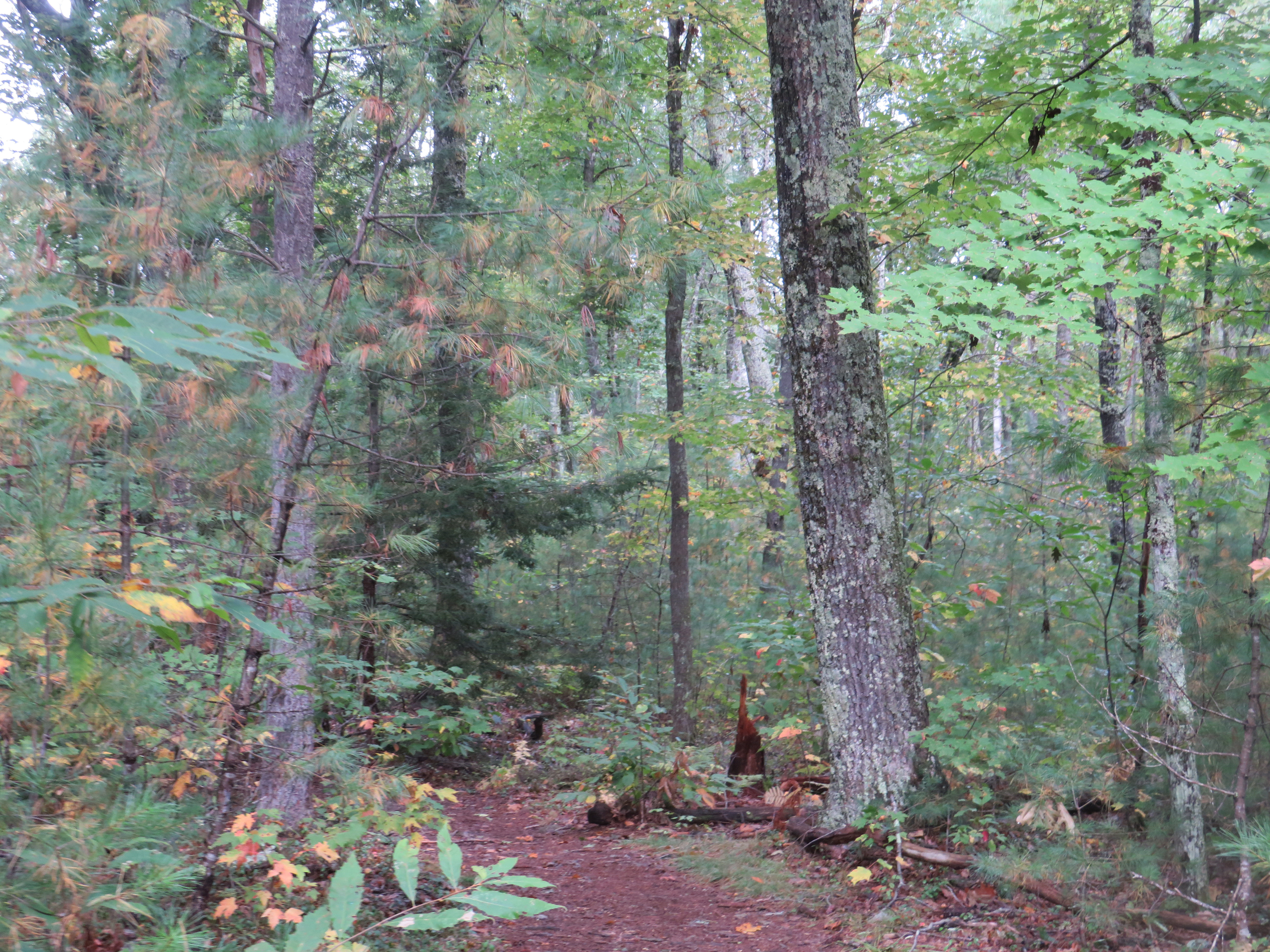 Peaceful Time In The Forest