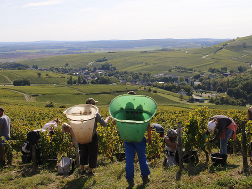 Les vendanges : A l'exploration des méthodes de vendanges.
