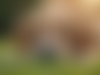 Key Breed-Specific Health Concerns Every Dog Owner Should Monitor