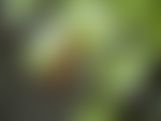 Why Do Cats End Up Stuck in Trees and How to Help Them Get Down