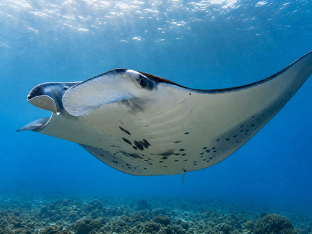 Manta Rays and Diving: What Every Diver Should Know About the Ocean's Most Intelligent Giant