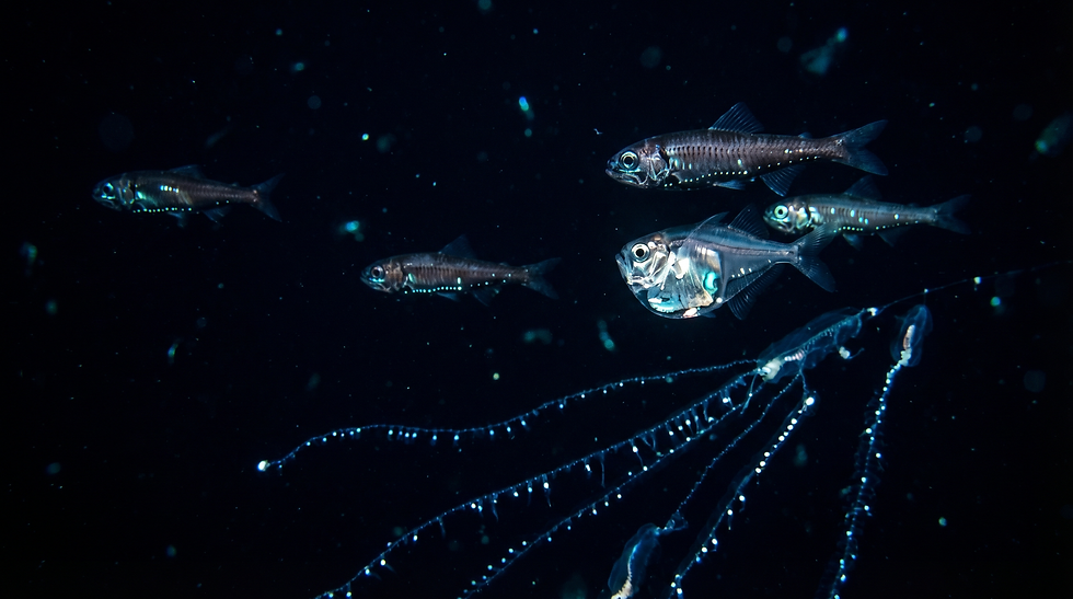 Bioluminescent lanternfish and siphonophores glowing in the deep blue-black water of the mesopelagic twilight zone at 200-1000 meters depth — ocean depth zones, Plunge Waterwear dive skins dive suit UPF 50+