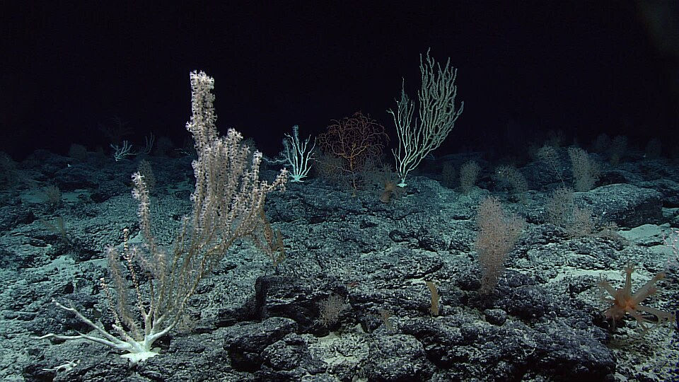 Deep sea coral - Plunge Waterwear - coral restoration
