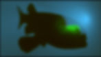 Pacific Barreleye Fish Plunge Waterwear Freaky fish UPF 50+ dive suits wetsuit rashguard diveskin