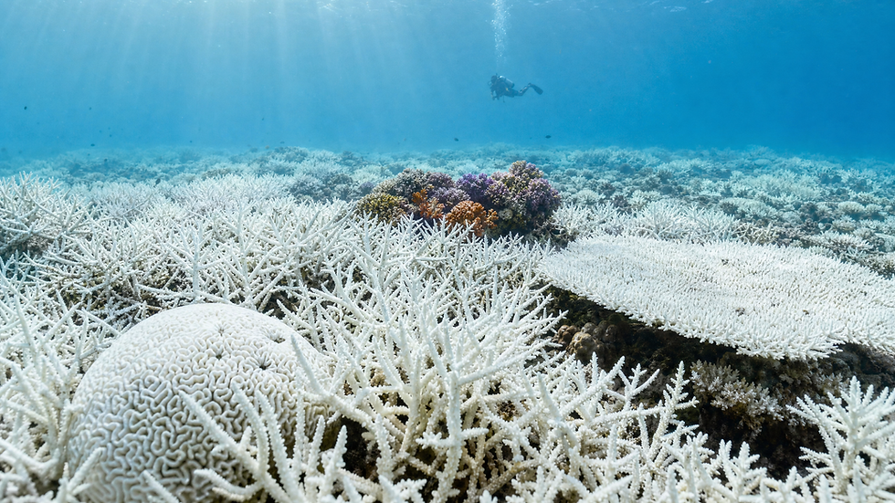 Coral Reef Bleaching: What's Really Happening Beneath the Surface (And What Divers Can Do About It)