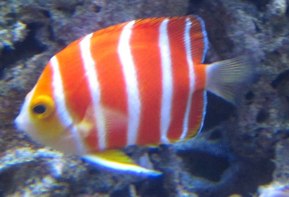 Peppermint Angelfish - Plunge Waterwear - coral restoration