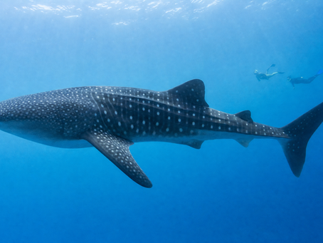Whale Shark Tours: How to Choose One That Actually Respects the Animal