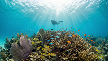 The Best Dive Destinations in the World: Where Should Your Next Ocean Adventure Take You?