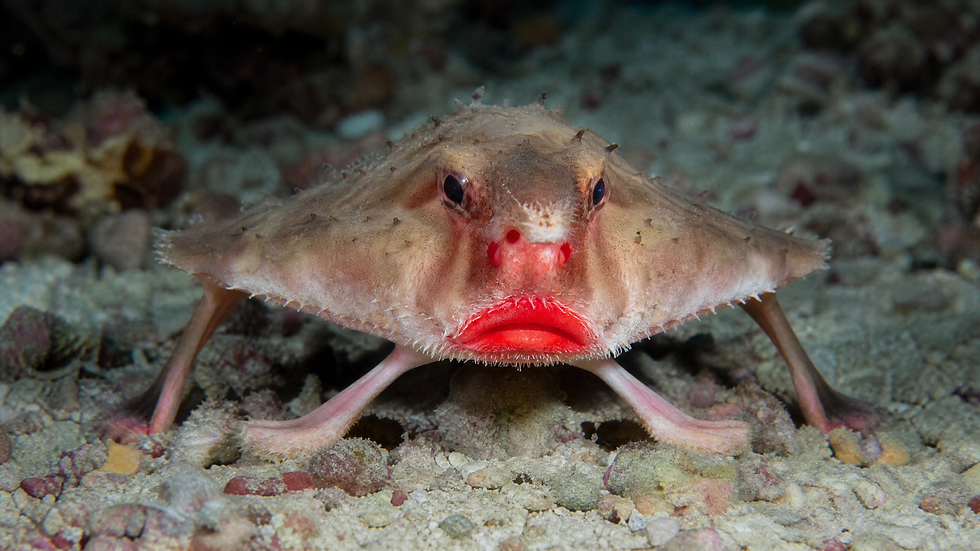 Red-lipped batfish (Halieutichthys acuminatus) resting on the sandy ocean floor with striking bright red lips and leg-like pectoral fins — ocean wildlife, Plunge Waterwear dive skins dive suit UPF 50+