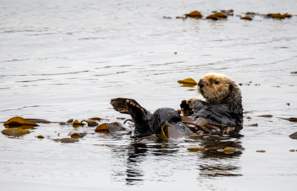 Sea otter kelp forest california - Marine Sanctuary - Plunge Waterwear