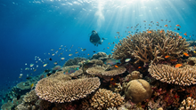 Coral Reef Restoration: How Divers Are Helping Bring Reefs Back to Life