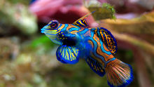 Mandarin Fish