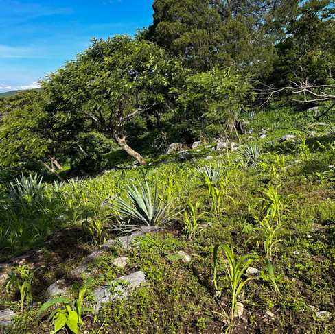 Ruta del mezcal en Zumpanhuacan