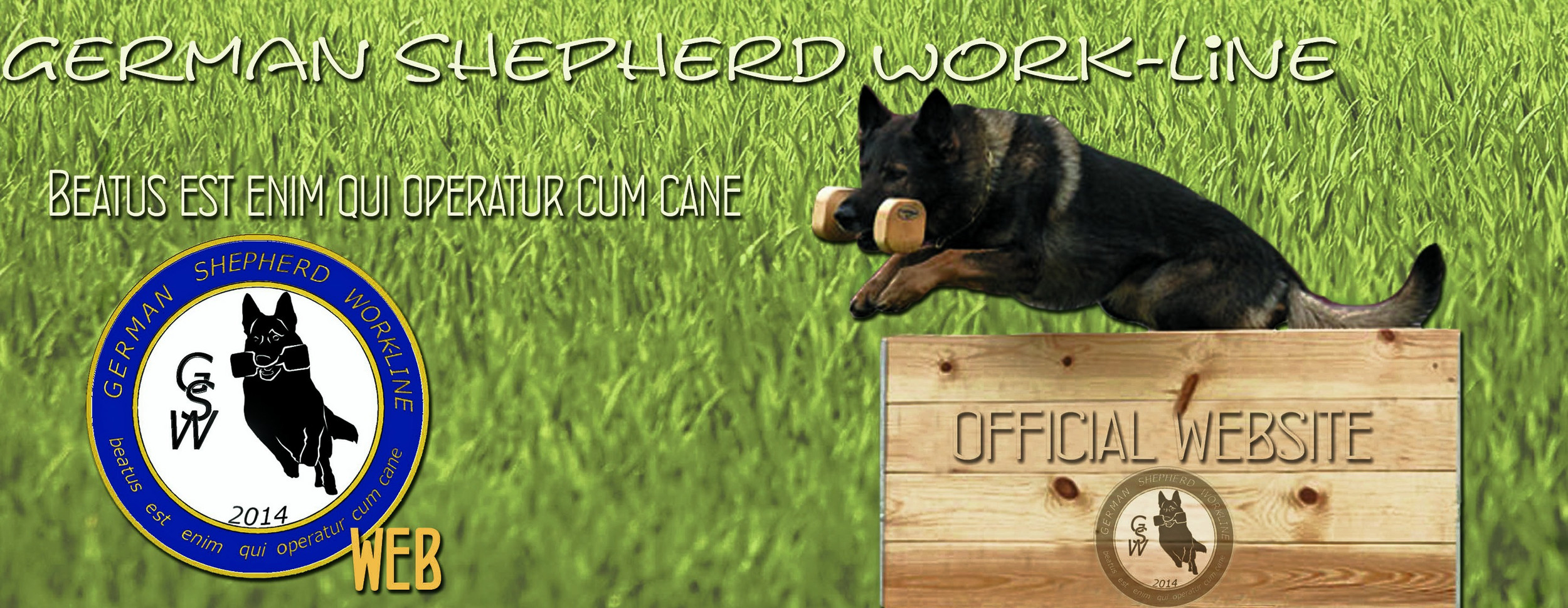 Panda german shepherd akc on sale
