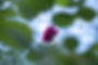 _DSC8635g-min.JPG