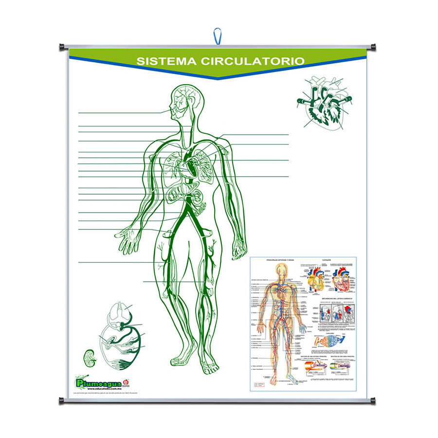 Plumoagua aparato circulatorio dsc