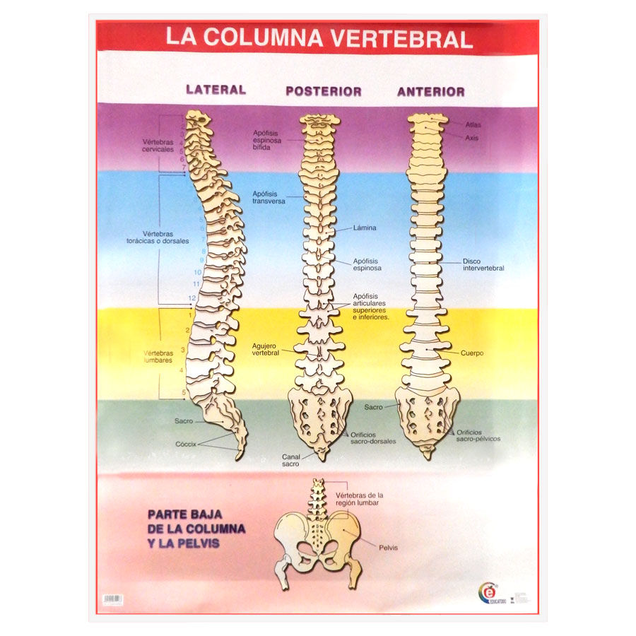Póster la columna vertebral dsc