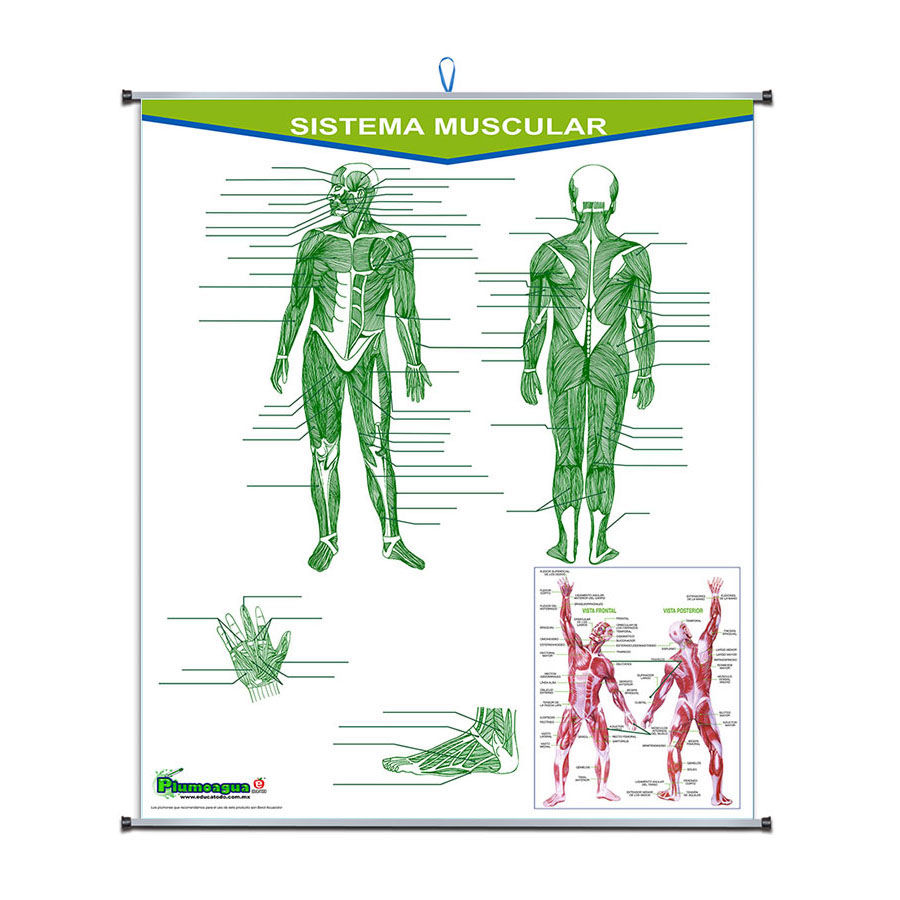 Plumoagua sistema muscular dsc