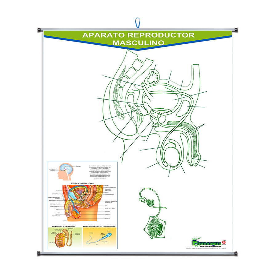 Plumoagua aparato reproductor masculino dsc