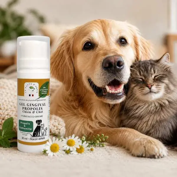 Propolis chat et chien pour le confort des gencives et l'hygiène buccale quotidienne