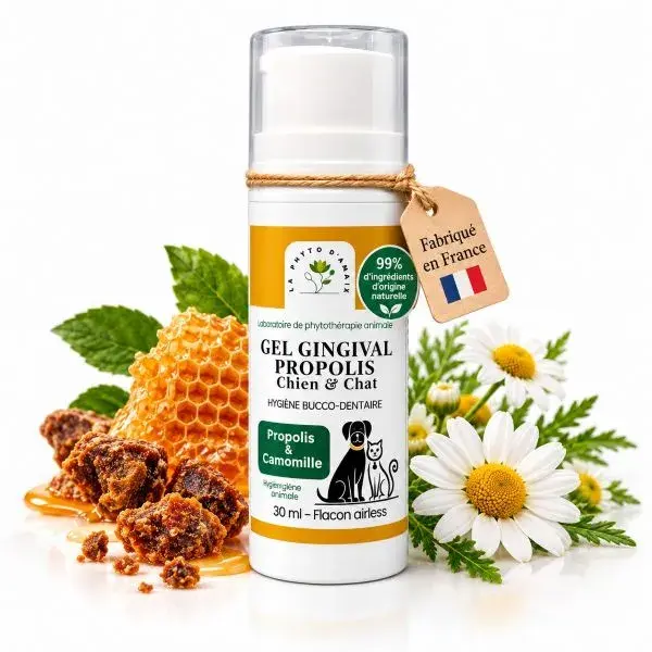 Gel gingival pour chiens et chats sujet à la gingivite - La Phyto d'Anaïs