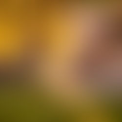 Chien et chat dans l'herbe