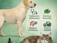 Illustration informative sur la dysplasie de la hanche chez le chien et le chat avec un chien labrador et un chat, thème mobilité articulaire.