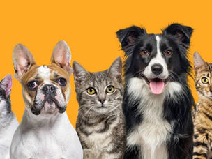 🐾 Terre de diatomée, thym… quelles alternatives naturelles aux vermifuges classiques pour chiens et chats