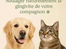 Soulager naturellement la gingivite d'un chien et d'un chat