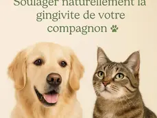 Soulager naturellement la gingivite d'un chien et d'un chat