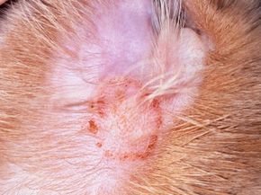 Teigne, remède maison pour les chats chiens et chevaux.