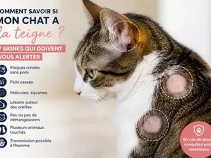 Comment reconnaître les signes de la teigne chez le chat