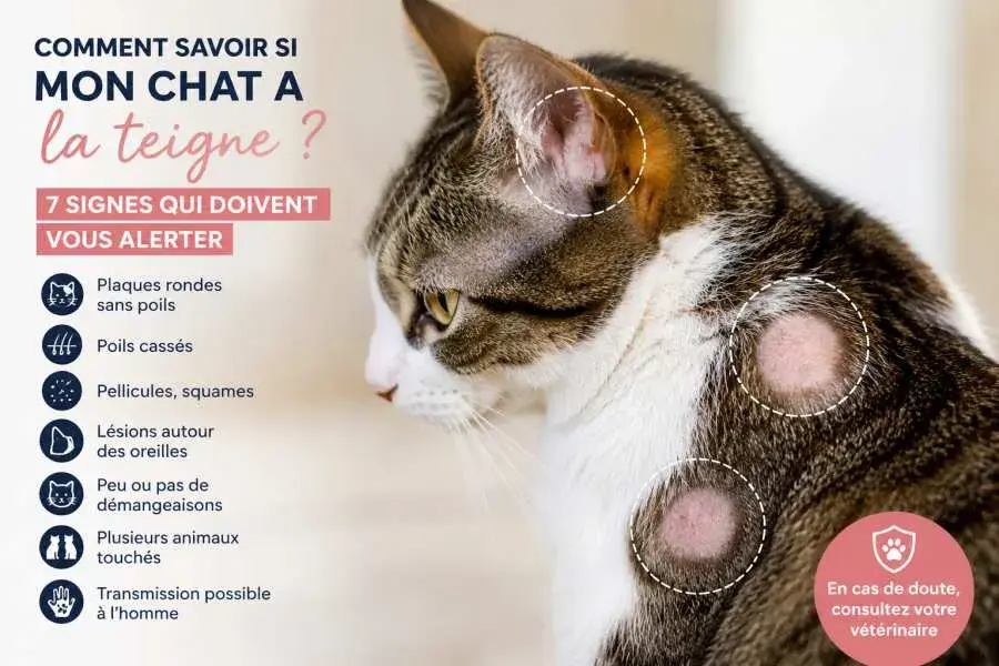 Comment reconnaître les signes de la teigne chez le chat