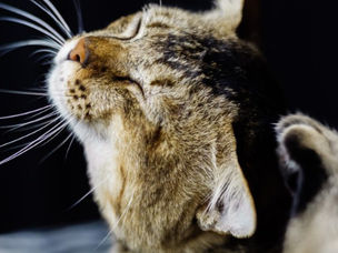 Soigner la dermatite des chiens et chats : 4 méthodes naturelles