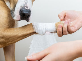 Comment nettoyer une plaie infectée d'un chien ou d'un chat ?