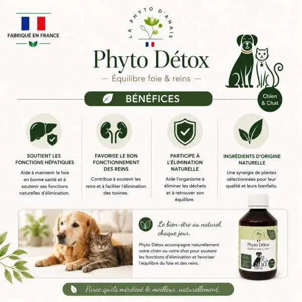Miniature : Phyto Détox – synergie de plantes pour accompagner les fonctions hépatiques, l'équilibre rénal et l'élimination naturelle