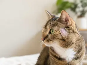 Chat présentant une perte de poils par plaques pouvant évoquer une irritation cutanée ou une teigne.