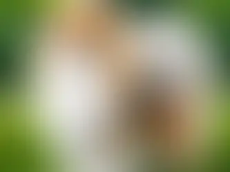 Descubra o Spitz Alemão: Características Únicas dessa Raça Encantadora