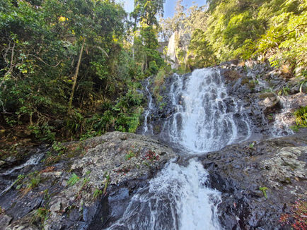 Proud Mumma Dingo Post