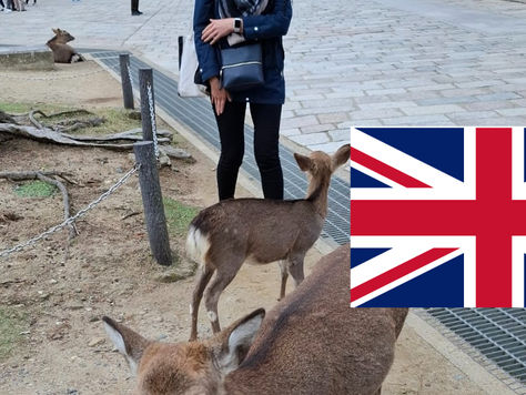 Nara: A Timeless Journey Beyond the Deer – 1.5 Days