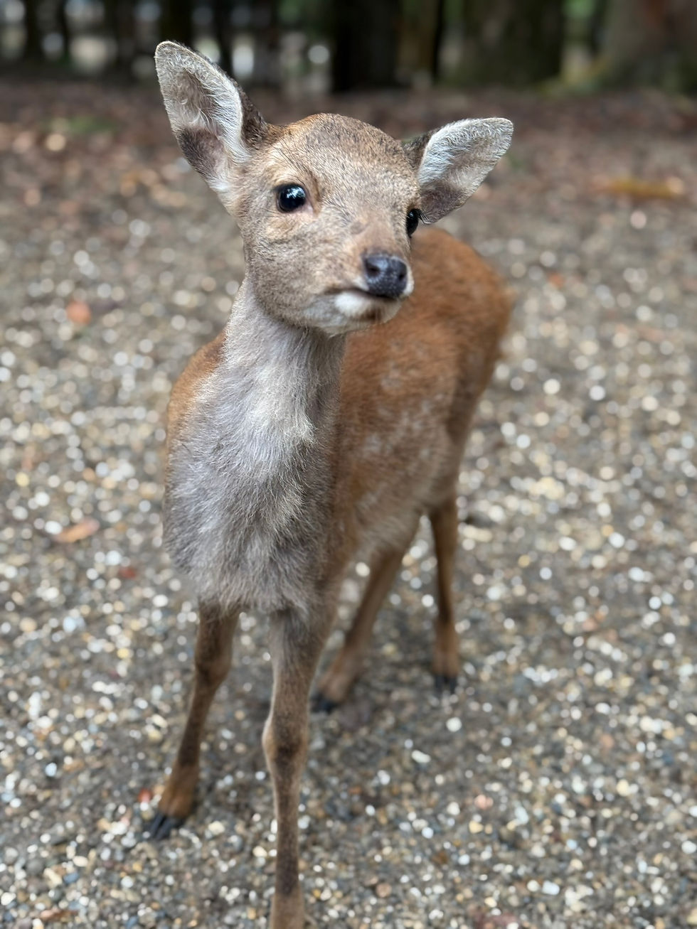 Deer of Nara