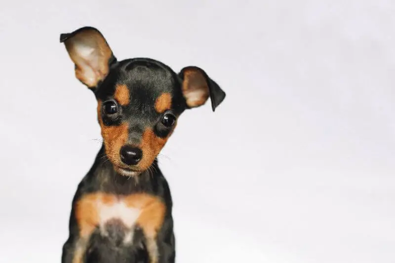 Miniature-Pinscher Puppy.webp
