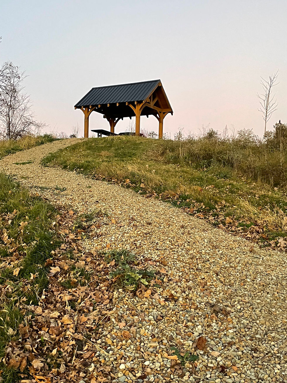 Thumbnail: Tree in Alyssa's Sunflower Park