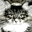執筆者の写真: ぱぱねこ