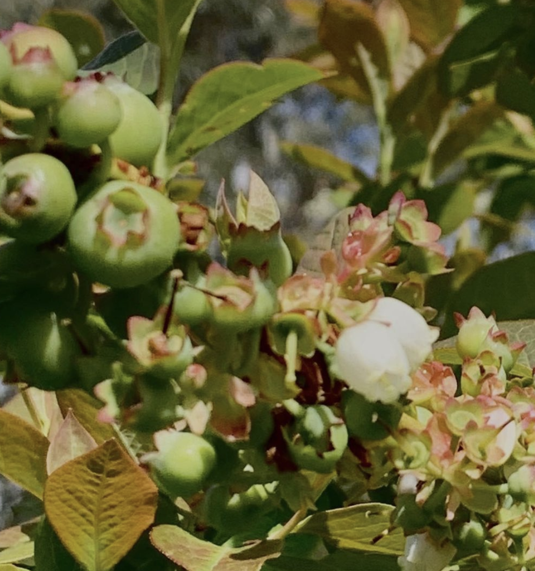 Summerberries Blueberry Farm at Glenburn