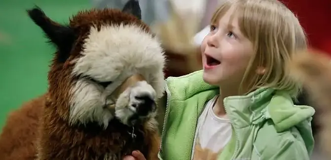 Alpaca and Happy Child