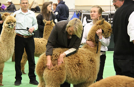 Alpaca Judging
