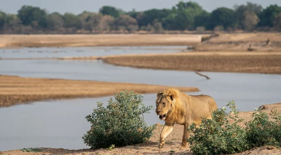 If you have wildlife photography as a profession, you can capture the rarest of the species here like the Thornicrosft’s giraffes. A variety of wild animals bathing in Luangwa River water is a sight to behold which you will get to see in the dry season.