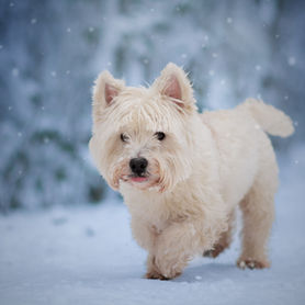 Photo de chien en extérieur Morges